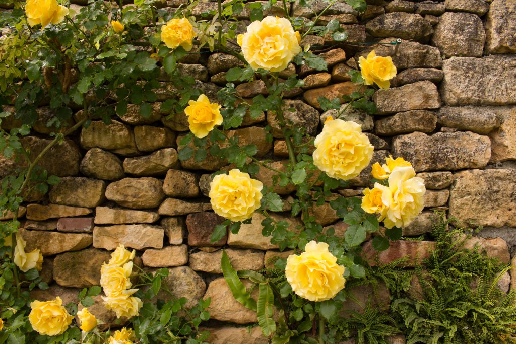 Les Jardins Panoramiques - roses