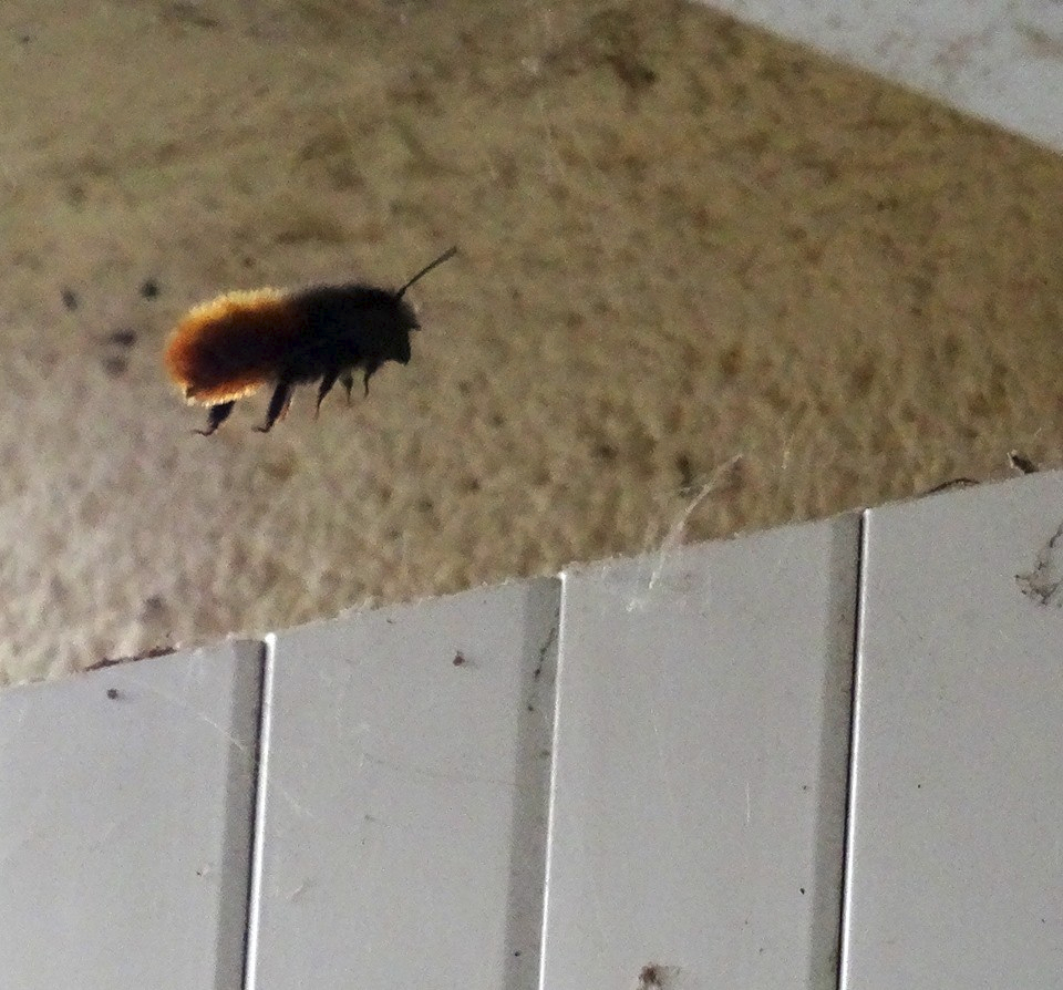 Red-tailed Bumblebee on approach.