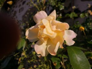 Roses at Le Foursou