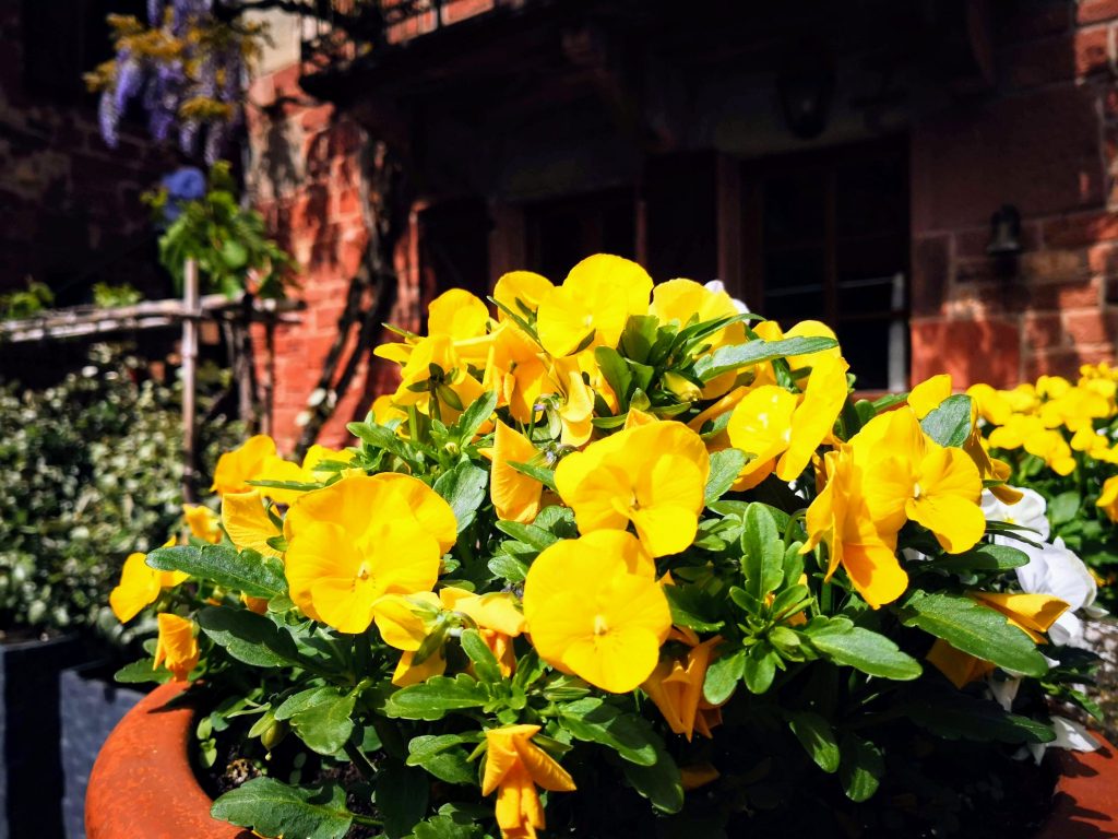 Pansies Collonges-la-Rouge