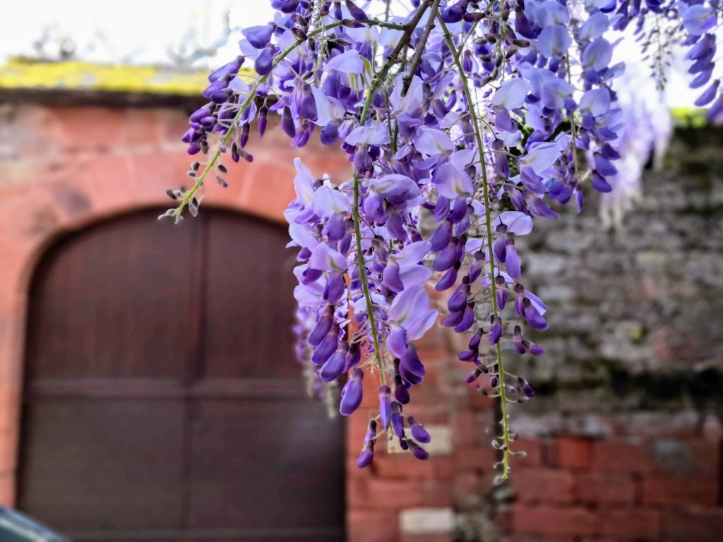 Wisteria Collonges-la-Rouge