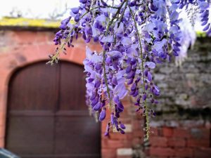 Wisteria Collonges-la-Rouge